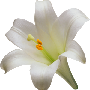 Lilium PNG
