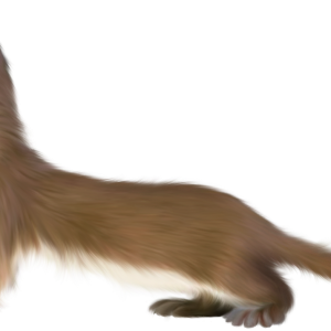 Ferret PNG