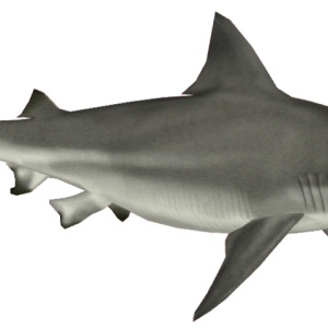 Shark PNG