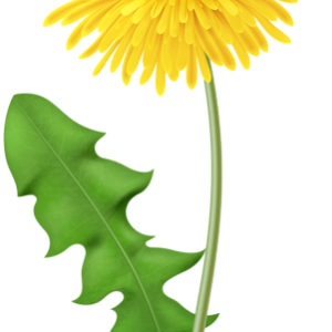 Dandelion PNG