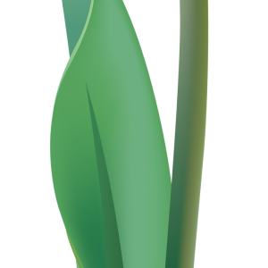 Yellow tulip PNG image