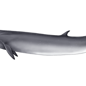 Whale PNG