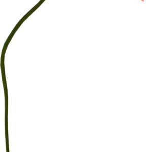 Poppy flower red PNG