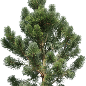 Christmas tree PNG