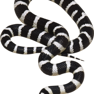 Snake PNG image picture download free