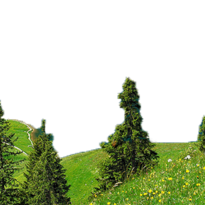 Forest PNG