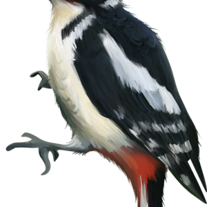 Woodpecker PNG