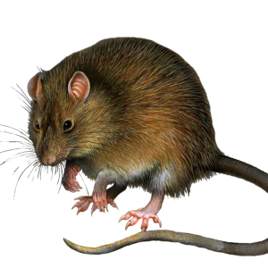 mouse, rat PNG image
