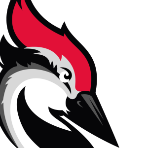 Woodpecker PNG