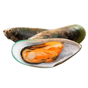 Mussel PNG