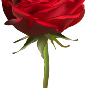 Rose PNG