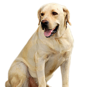 small puppy png image, picture, download, dogs