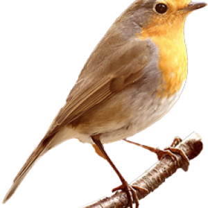Bird PNG