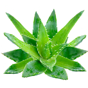 Aloe vera PNG