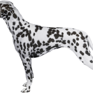 Dalmatian PNG