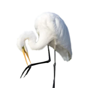 Heron PNG