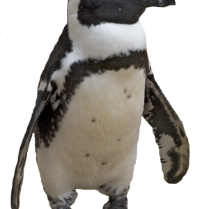 Penguin PNG image
