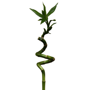 Bamboo PNG