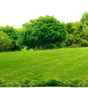Forest PNG