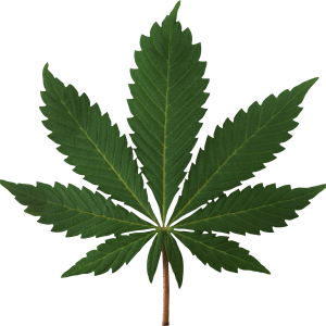 Cannabis PNG
