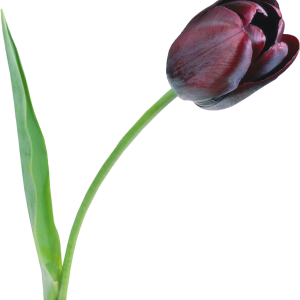 Tulip PNG image