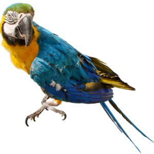 Parrot PNG image