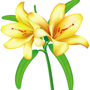Lilium PNG