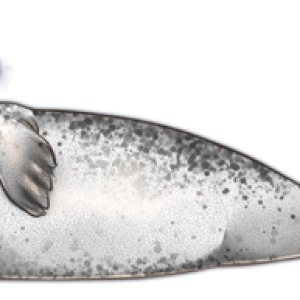 Harbor seal PNG