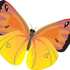 Moth PNG