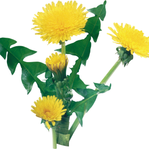 Dandelion PNG