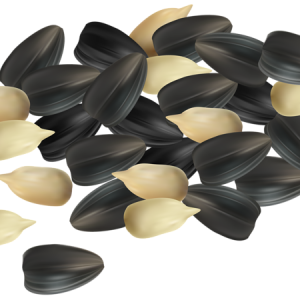 Sunflower seeds PNG