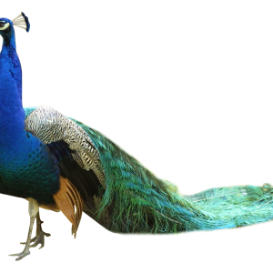 Peacock PNG