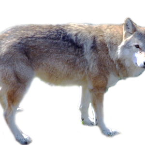Wolf PNG