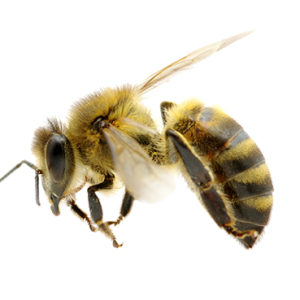 Bee PNG