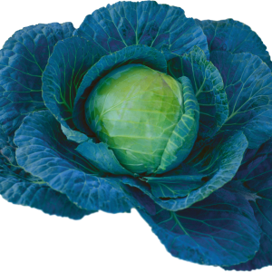 Cabbage PNG