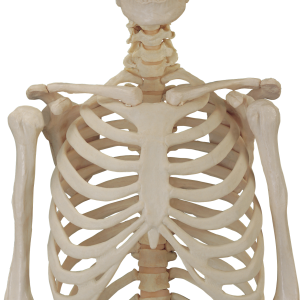 Skeleton PNG