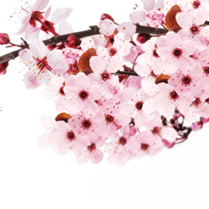 Sakura PNG