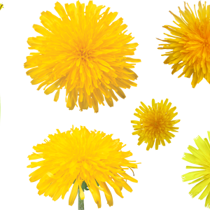 Dandelion PNG