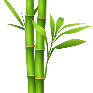 Bamboo PNG