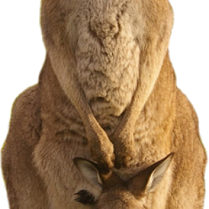 Kangaroo PNG