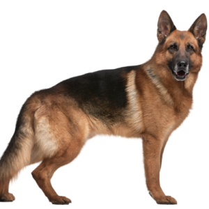 German Shepherd PNG