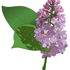 Lilac PNG