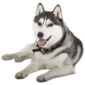 Husky PNG