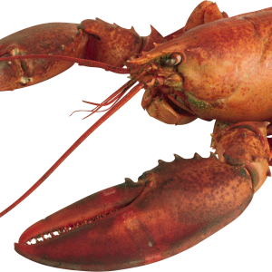 Lobster PNG