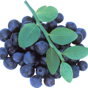 Blueberries PNG