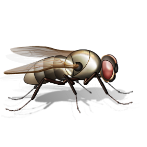 fly PNG image