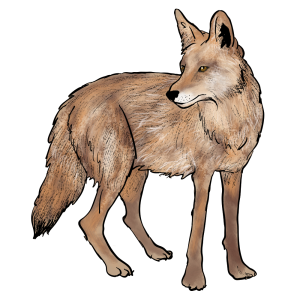 Jackal, coyote PNG