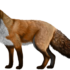 Fox PNG