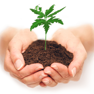 Soil in hands PNG