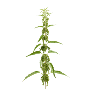 Nettle PNG